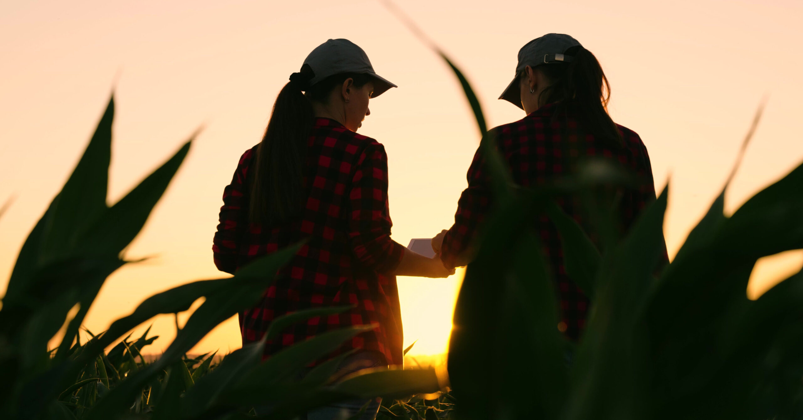 Farmer woman with computer tablet is working on green wheat field, discussing harvest, grain sprouts. Teamwork of business people in agriculture. Smart farming with online management software