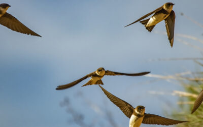 Programa formativo de reintroducción de fauna silvestre y educación  ambiental