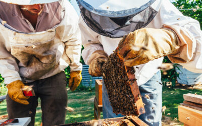 BeeGreen impulsa el Empleo y emprendimiento verde en Castilla-La Mancha a través de la apicultura sostenible y la formación digital