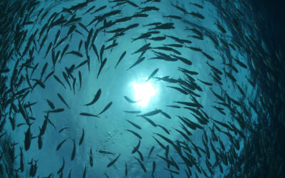 ImpulsaAzul: desarrollo de capacidades para impulsar una economía azul sostenible y resiliente