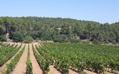 SEAE pone en marcha 28 cursos online y 4 encuentros presenciales gratuitos para fomentar la producción ecológica en España