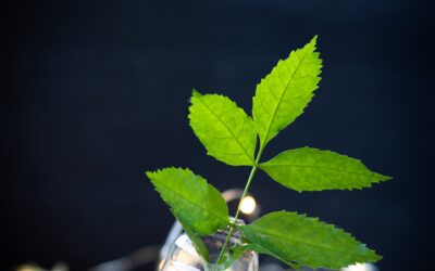 Nature Hub: Renaturalización de los Ecosistemas Agroganaderos