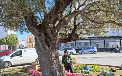 Navidad en verde en Los Palacios y Villafranca