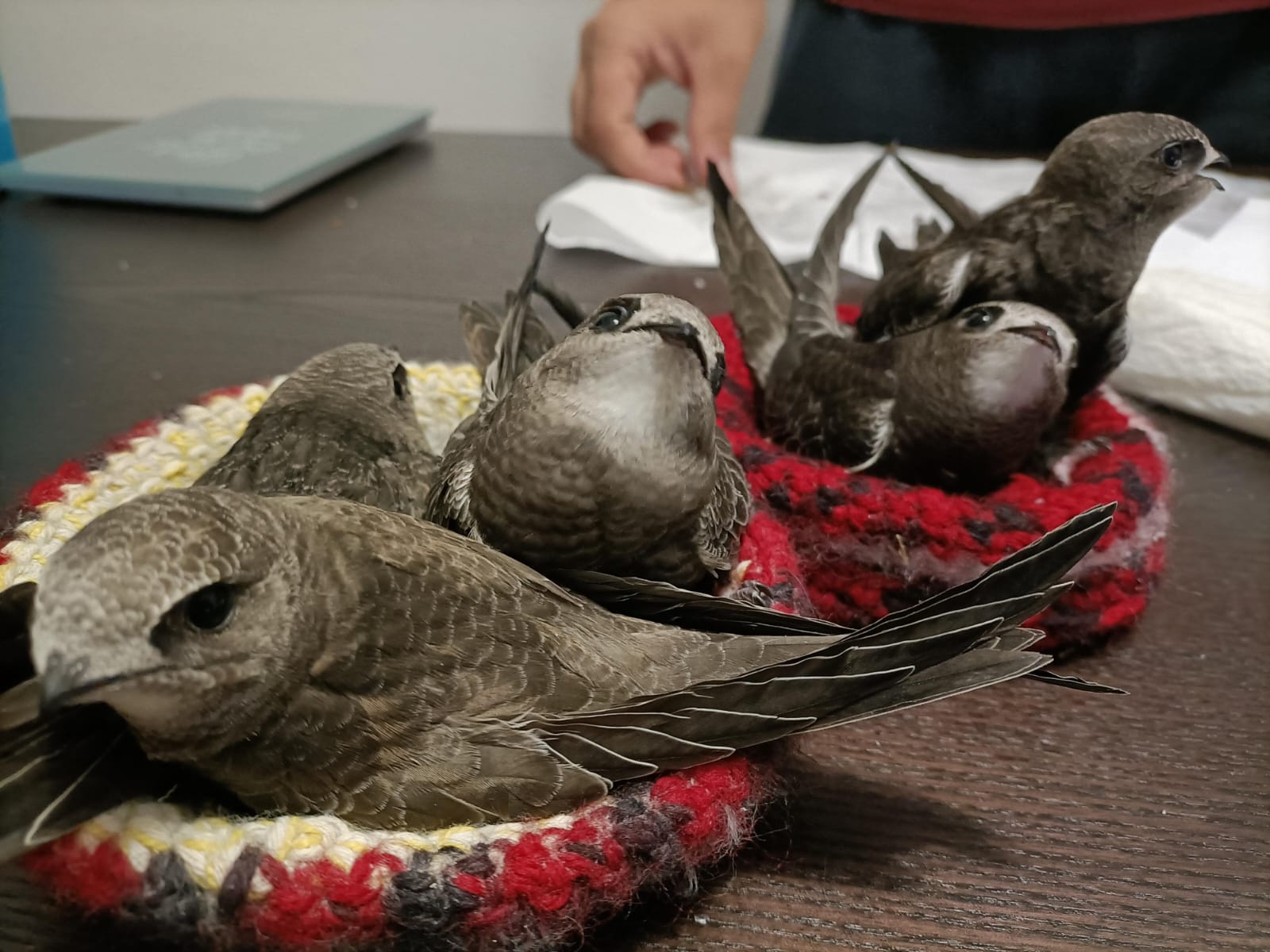 Las mujeres rurales que han devuelto cientos de vencejos a las ciudades andaluzas