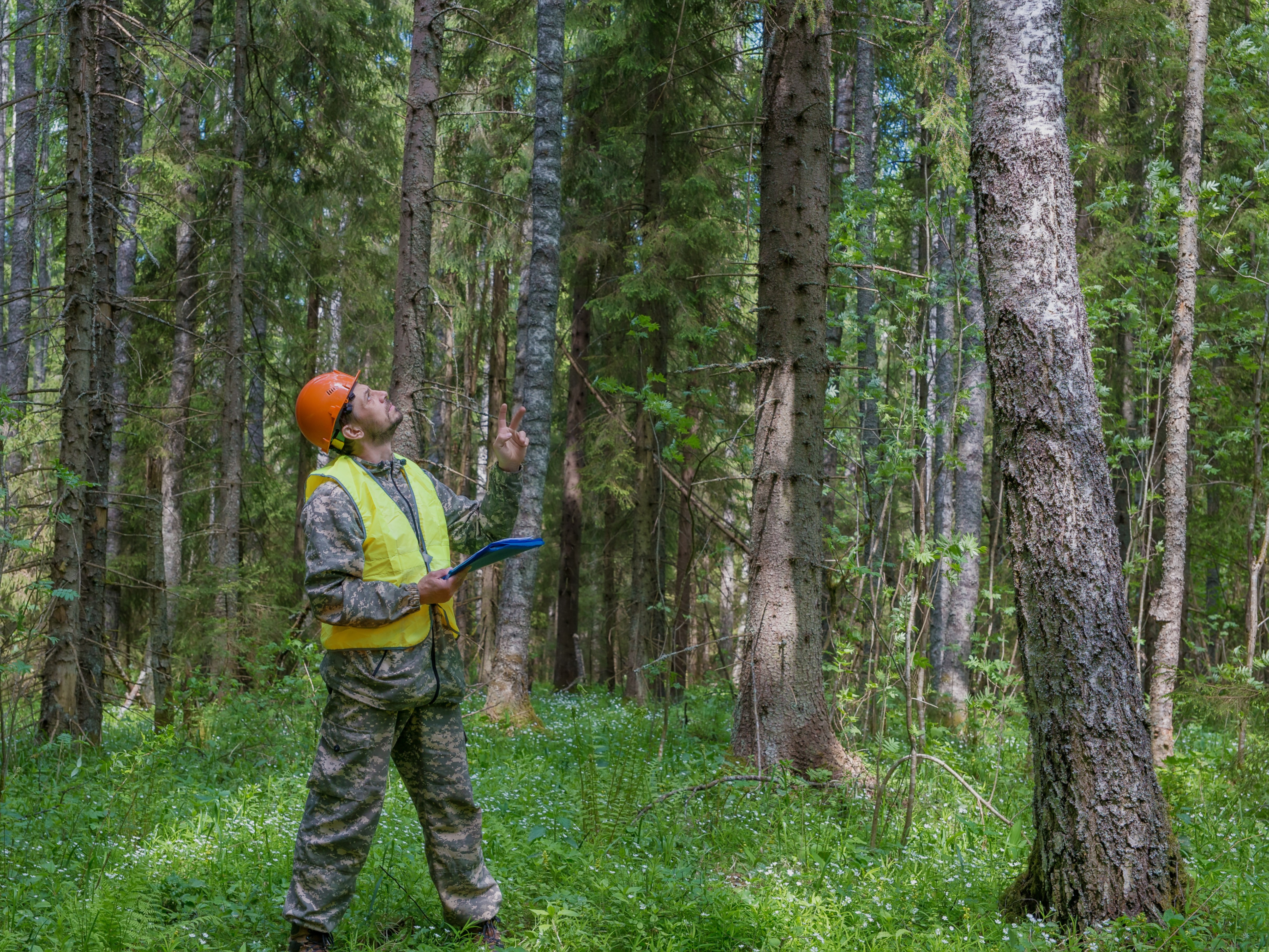 Bosques con futuro