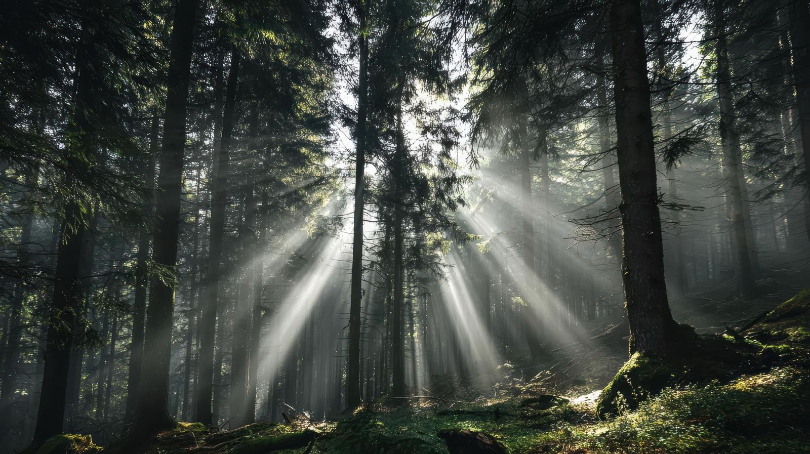 Forest-Training: Capacitación de personas desempleadas para la realización de trabajos forestales